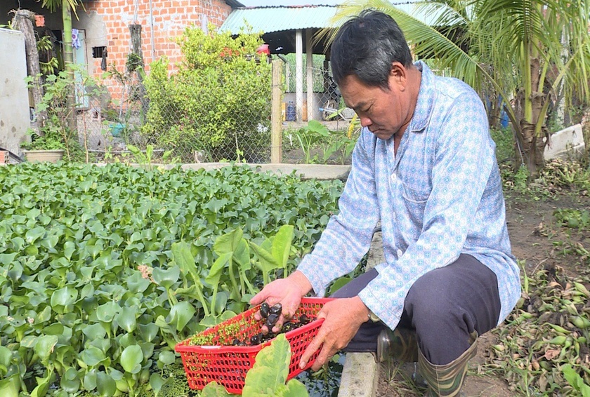 Nuôi con đặc sản cứ thong dong dưới bèo, ông nông dân Gia Lai chăm nhàn mà thu bộn tiền - Ảnh 1.