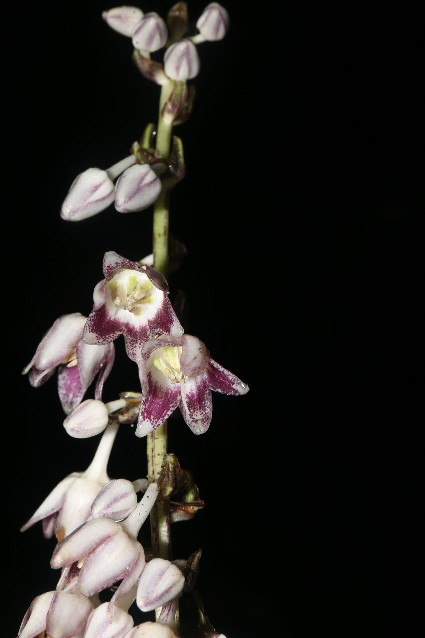 Phát hiện loài thực vật mới ở rừng nguyên sinh cực tây Việt Nam, hoa đẹp lại có giá trị dược liệu - Ảnh 3.