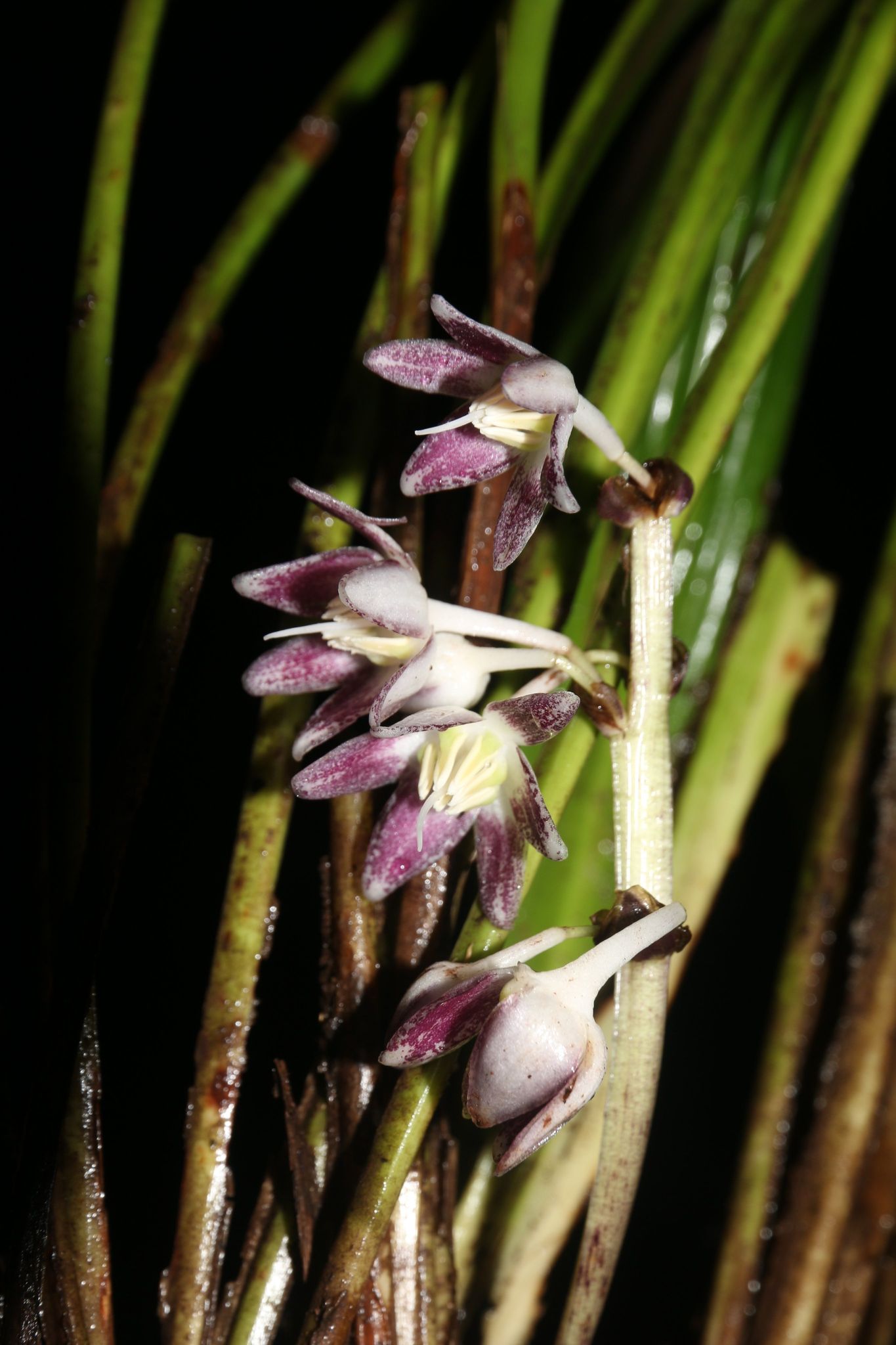 Phát hiện loài thực vật mới ở rừng nguyên sinh cực tây Việt Nam, hoa đẹp lại có giá trị dược liệu - Ảnh 2.