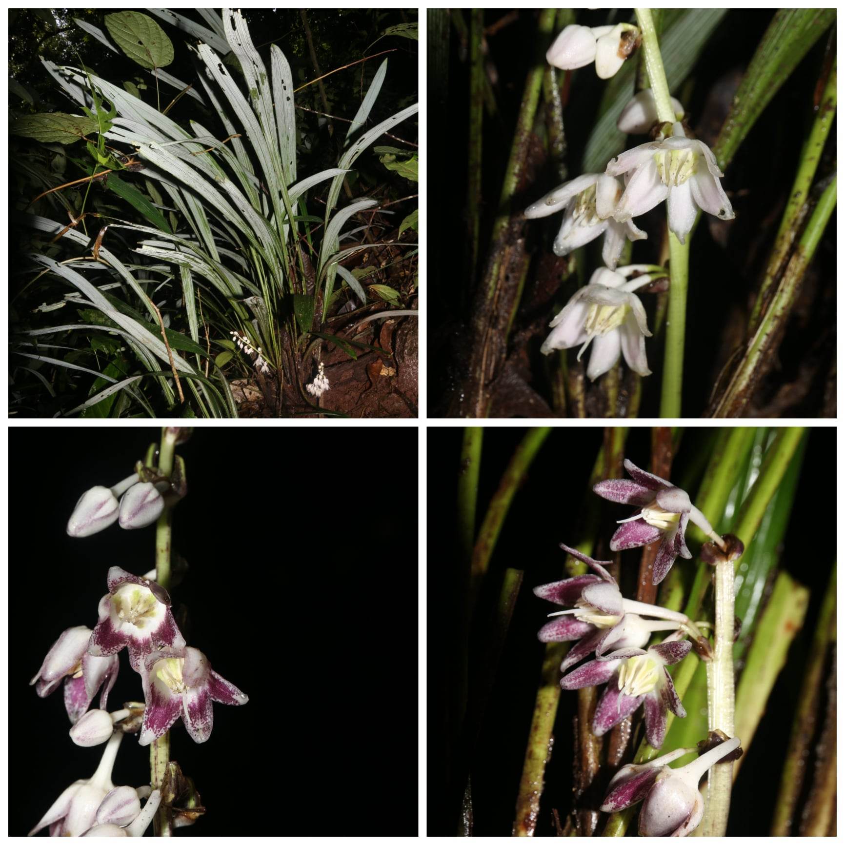 Phát hiện loài thực vật mới ở rừng nguyên sinh cực tây Việt Nam, hoa đẹp lại có giá trị dược liệu - Ảnh 4.