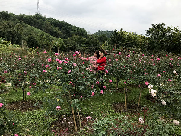 Trồng thứ hoa hồng cổ, thơm khắp làng, vườn như phim, một nông dân Tuyên Quang phát tài - Ảnh 3.