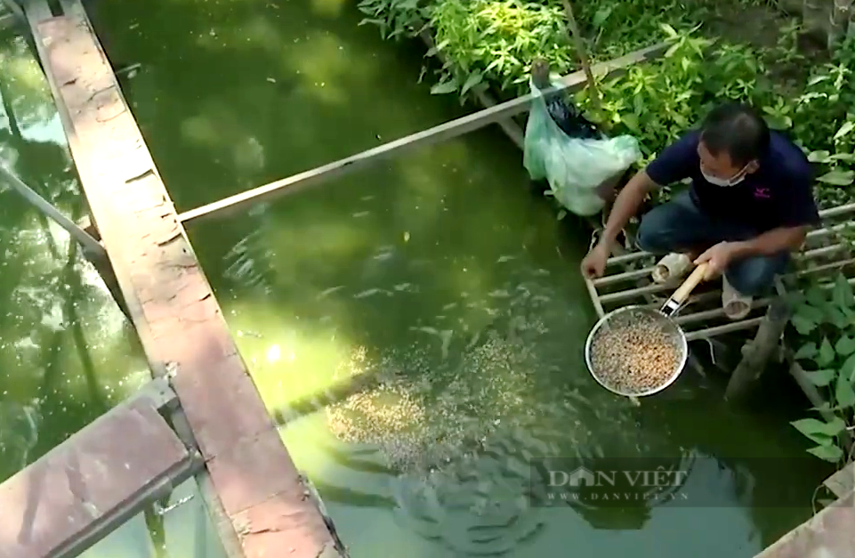 Bắt “cỗ máy xử lý rác thải” đẻ con nhung nhúc, anh nông dân đem nuôi cá lớn nhanh như thổi - Ảnh 4.