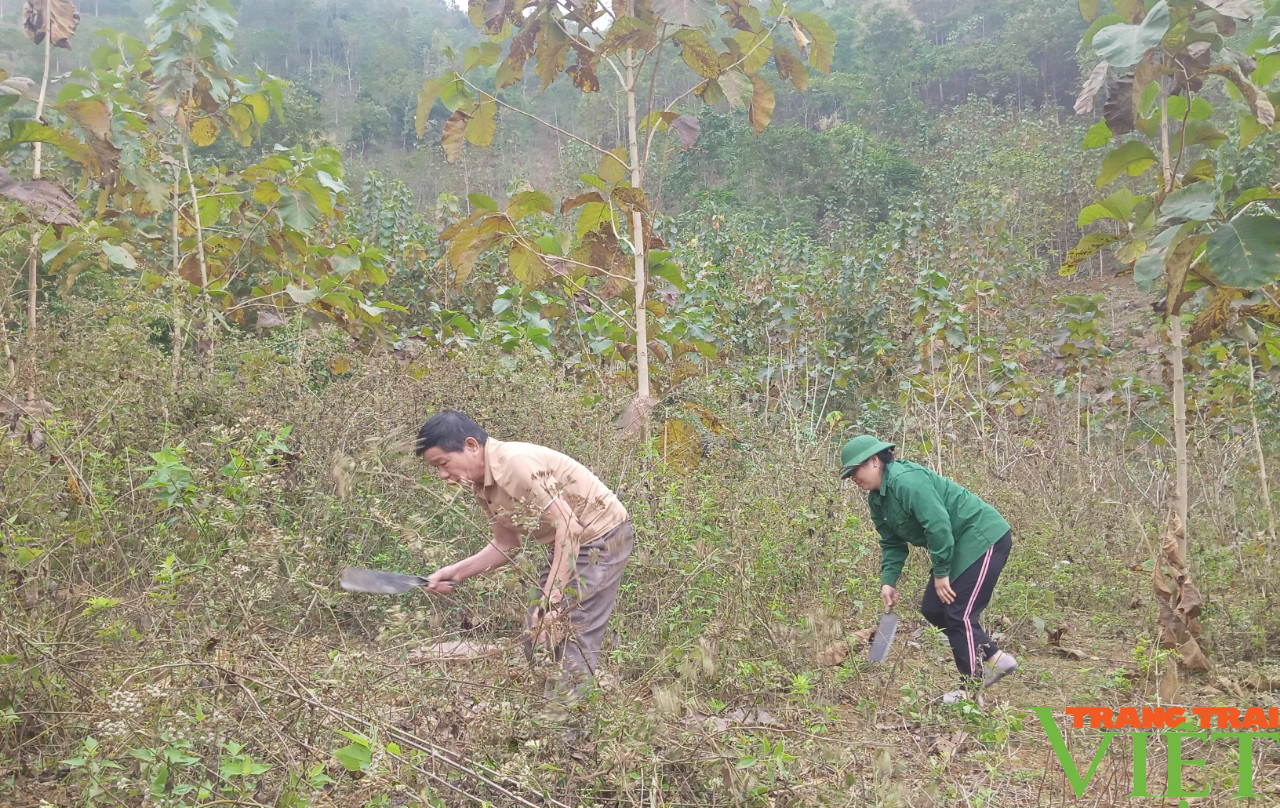 Phù Yên (Sơn La): Nỗ lực trồng rừng phủ xanh đất trống, đồi trọc - Ảnh 3.