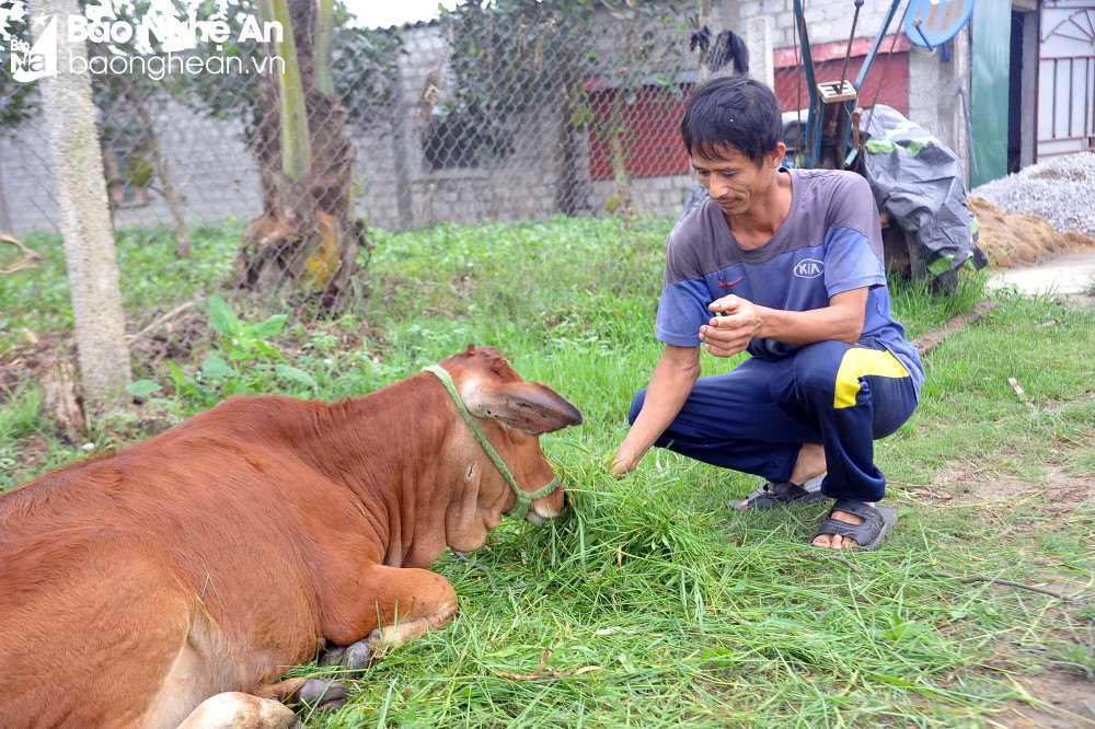 Nghệ An: Sau 3 năm, người chăn nuôi vẫn &quot;dài cổ&quot; chờ tiền hỗ trợ tiêu hủy gia súc do dịch bệnh - Ảnh 1.