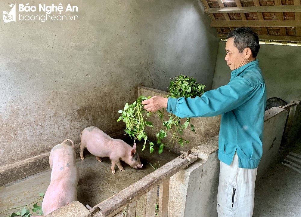 Nghệ An: Sau 3 năm, người chăn nuôi vẫn &quot;dài cổ&quot; chờ tiền hỗ trợ tiêu hủy gia súc do dịch bệnh - Ảnh 4.