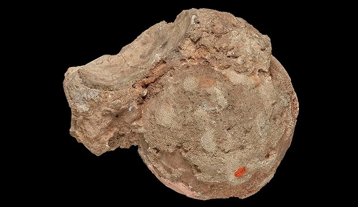 Tưởng chỉ là hòn đá màu hồng vô giá trị, ai ngờ đây lại là thứ đi trước cả lịch sử khảo cổ - Ảnh 2.