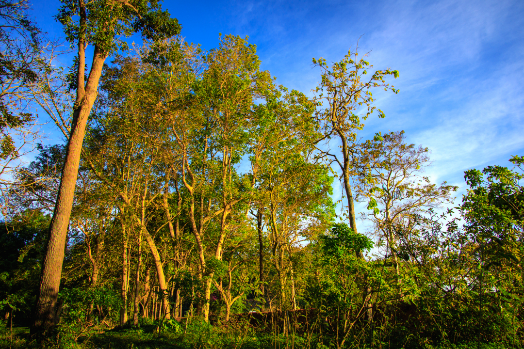 Đây là khu rừng đẹp như phim xanh ngắt giữa hồ nước rộng mênh mông ở Đắk Lắk, ngắm ảnh thôi đã nao lòng - Ảnh 3.