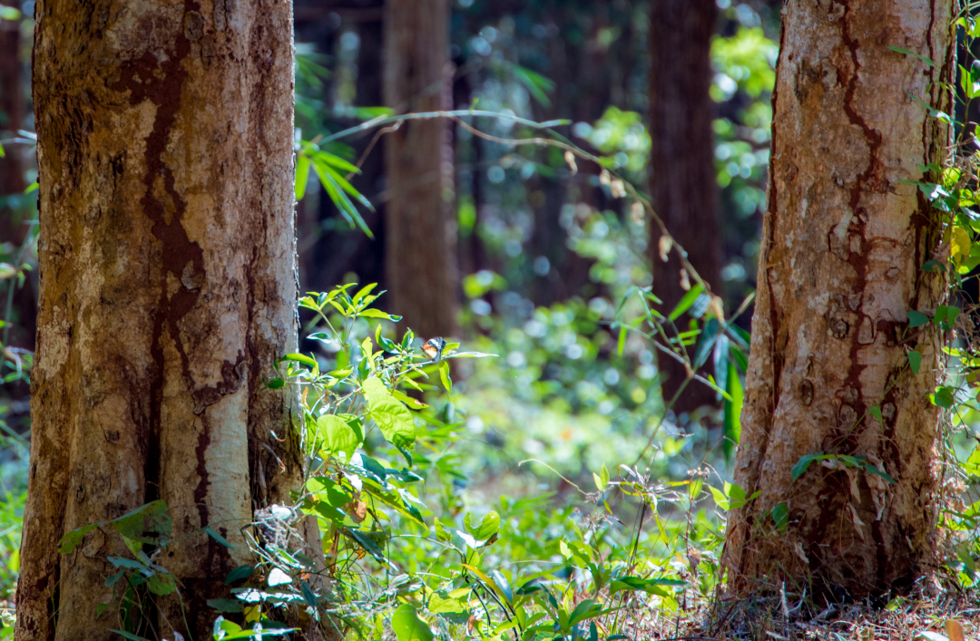 Đây là khu rừng đẹp như phim xanh ngắt giữa hồ nước rộng mênh mông ở Đắk Lắk, ngắm ảnh thôi đã nao lòng - Ảnh 10.