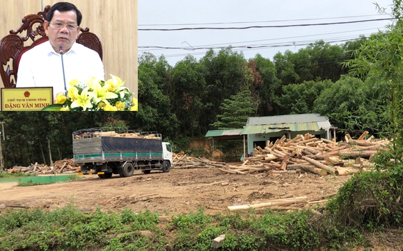 Quảng Ngãi: Chủ tịch huyện sẽ bị tạm đình chỉ công tác nếu để tái diễn điểm thu mua gỗ keo trái phép