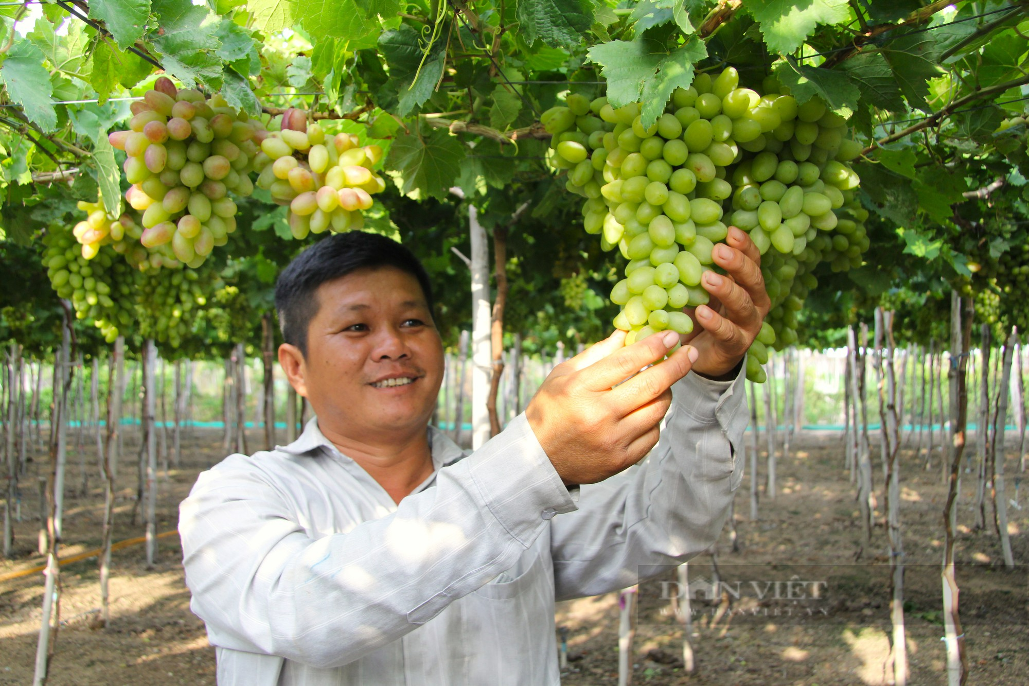 Nông dân tất bật chăm sóc vườn nho háo hức chờ ngày hội Nho và Vang Ninh Thuận năm 2023  - Ảnh 4.