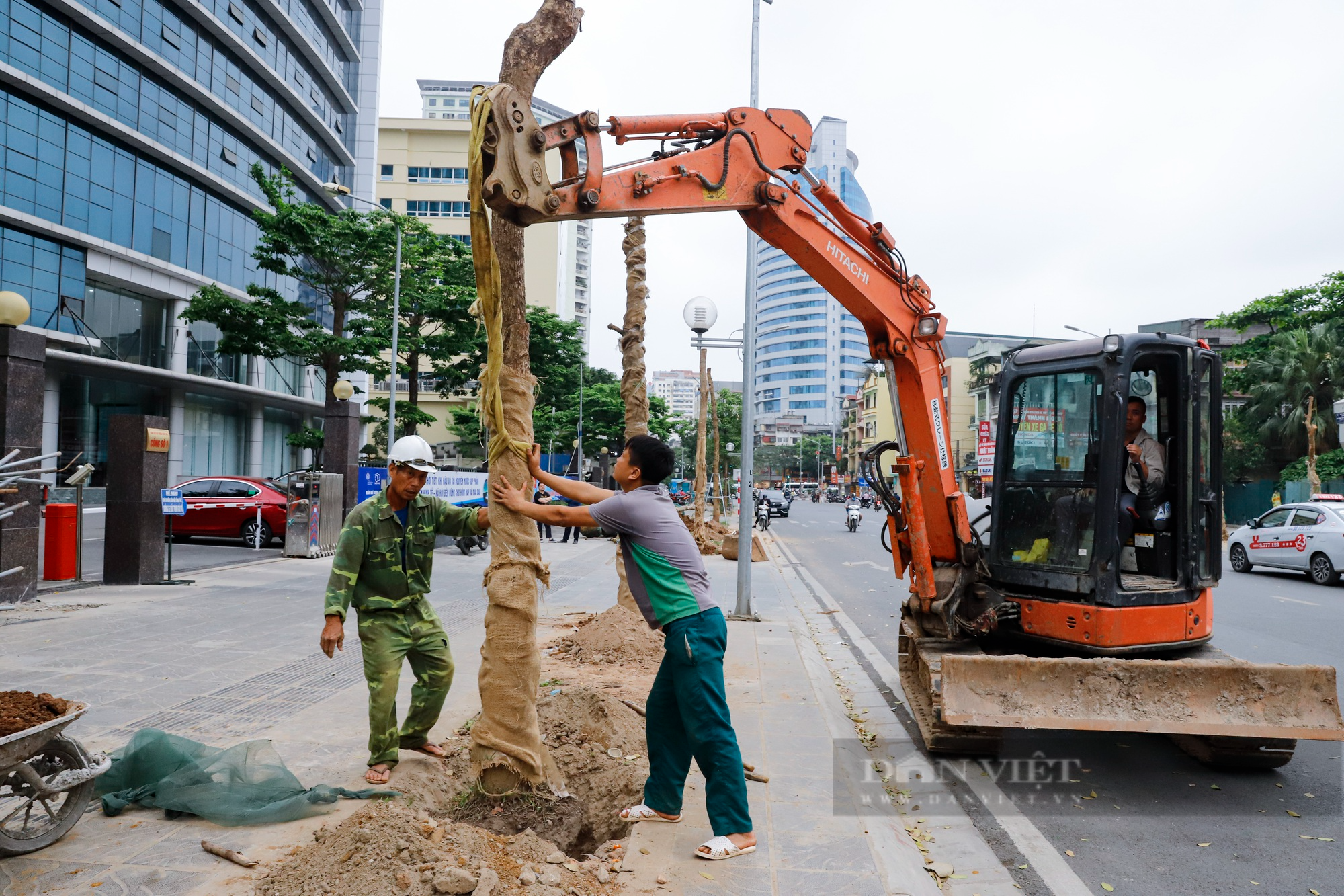 Hàng loạt cây được trồng mới thay thế cây chết khô trên đường Huỳnh Thúc Kháng kéo dài bằng đất phù sa - Ảnh 1.