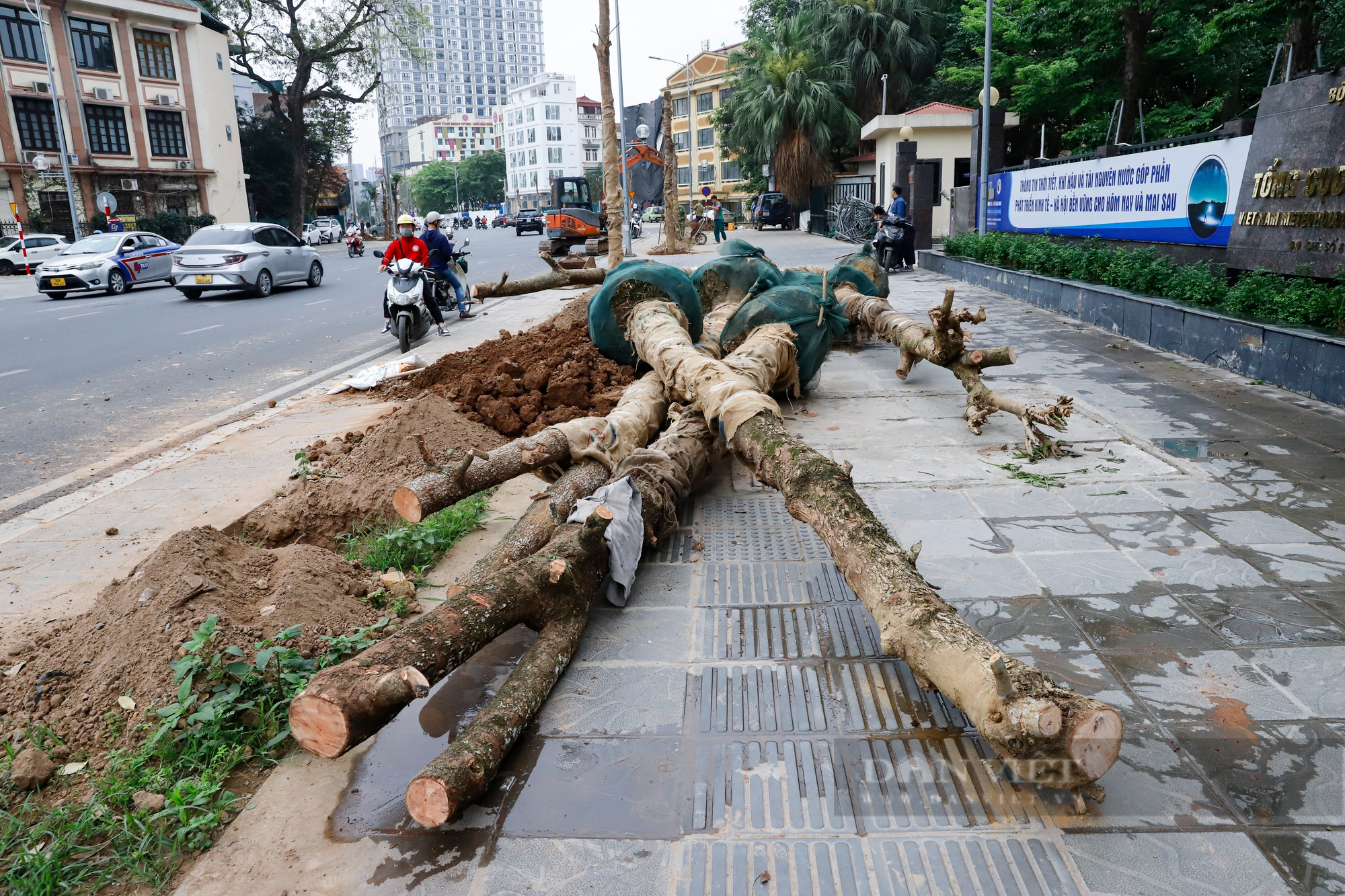 Hàng loạt cây được trồng mới thay thế cây chết khô trên đường Huỳnh Thúc Kháng kéo dài bằng đất phù sa - Ảnh 3.