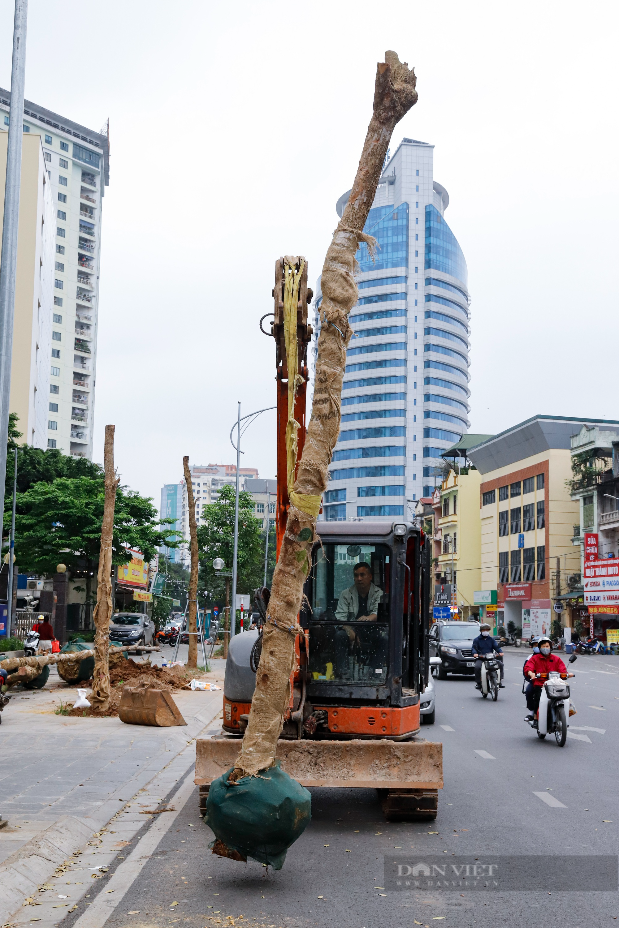 Hàng loạt cây được trồng mới thay thế cây chết khô trên đường Huỳnh Thúc Kháng kéo dài bằng đất phù sa - Ảnh 8.