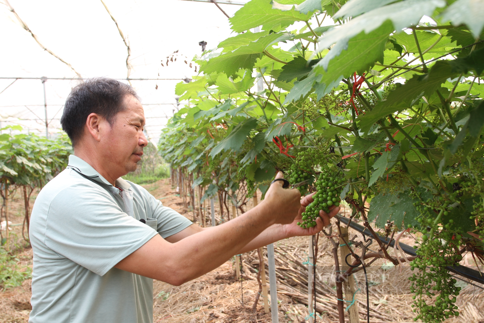 Bỏ làm xây dựng, ông nông dân Thái Nguyên chuyển sang trồng nho hạ đen, cây nào cũng sai trĩu quả - Ảnh 2.