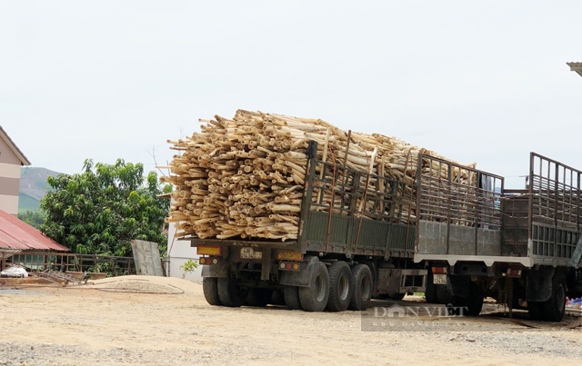 Quảng Ngãi đình chỉ công tác Chủ tịch huyện nếu để tái diễn điểm thu mua gỗ keo trái phép - Ảnh 3.