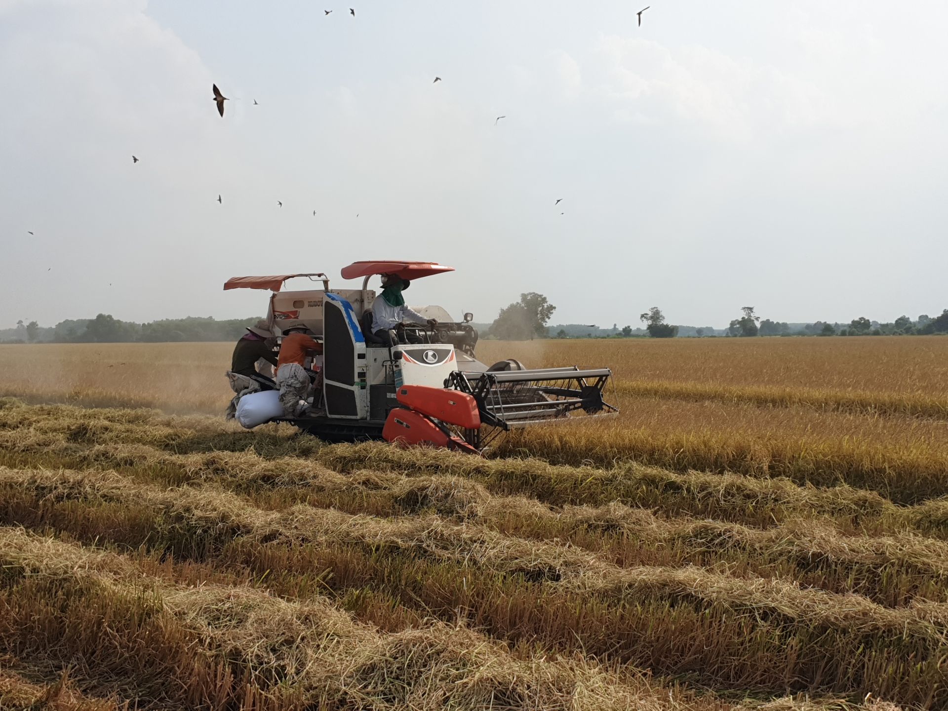 Tây Ninh: Giá lúa tăng cao, nông dân bán 1 công lãi 4,5 triệu - Ảnh 1.