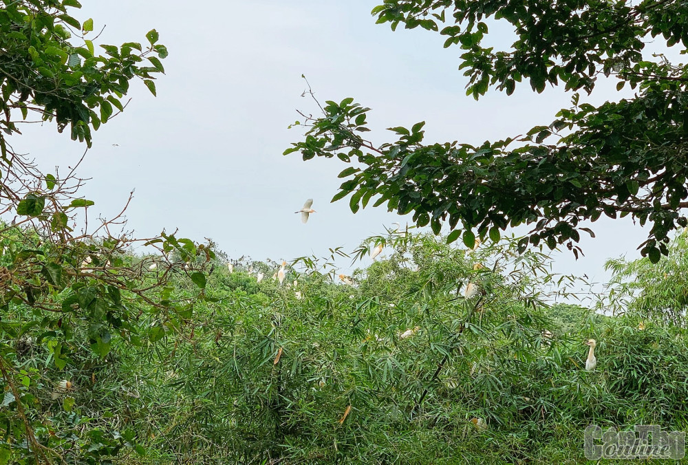 Một khu vườn nổi tiếng ở Cần Thơ, rộng có 1,7ha mà chứa tới 300.000 con cò các loại, đếm tên thôi đã mỏi - Ảnh 1.