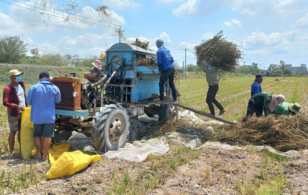 Loại hạt màu đen bé xíu lại là &quot;tiên dược&quot; cho bệnh ung thư, tiểu đường, nông dân Long An trồng thu lãi khá - Ảnh 2.