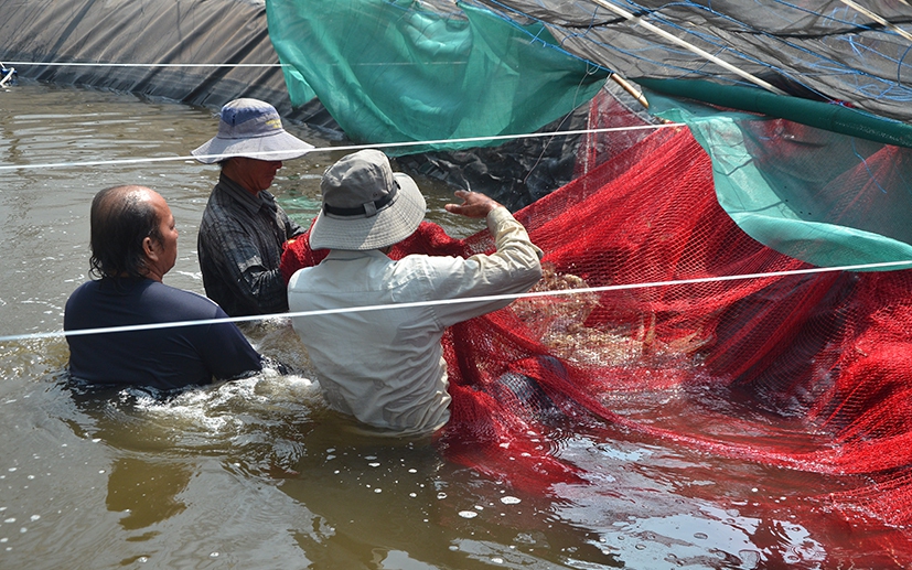 Những nông dân Bà Rịa-Vũng Tàu quên bẵng mối lo thời tiết mà vẫn thu hàng tỷ đồng, cả trăm triệu