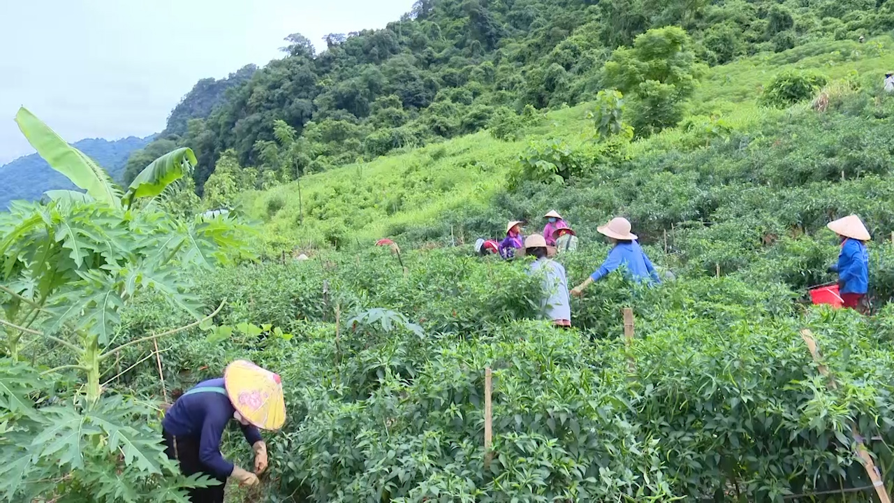 Sơn La: Giúp đồng bào dân tộc thiểu số thoát nghèo - Ảnh 7.