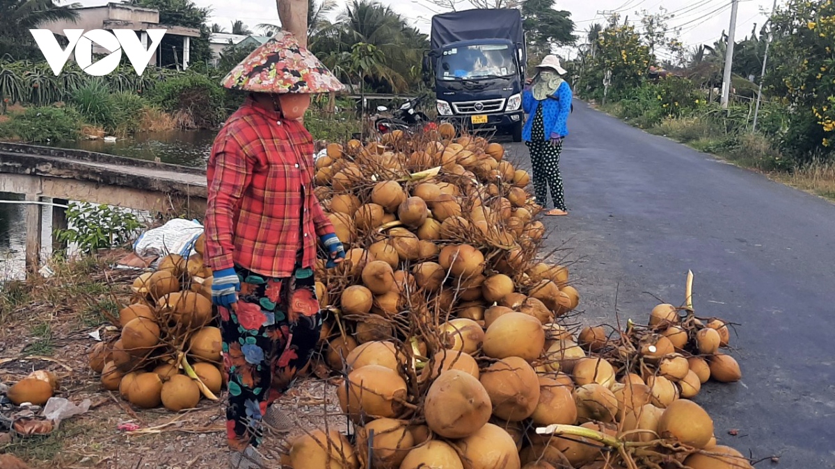 Dừa xiêm hút hàng, tăng giá dịp nắng nóng - Ảnh 1.