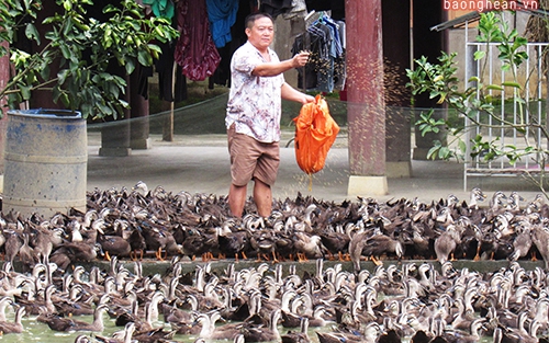 Nuôi thứ vịt sểnh ra là bay như chim, anh nông dân Nghệ An hễ nói bán là có người bắt hết sạch