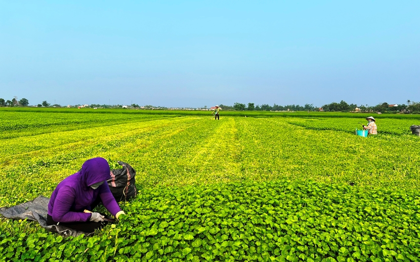 Loại rau ăn bùi, tiêu nhiệt, dưỡng tâm, giải độc ở TT-Huế bất ngờ rớt giá, dân nói một câu nghe mà rầu