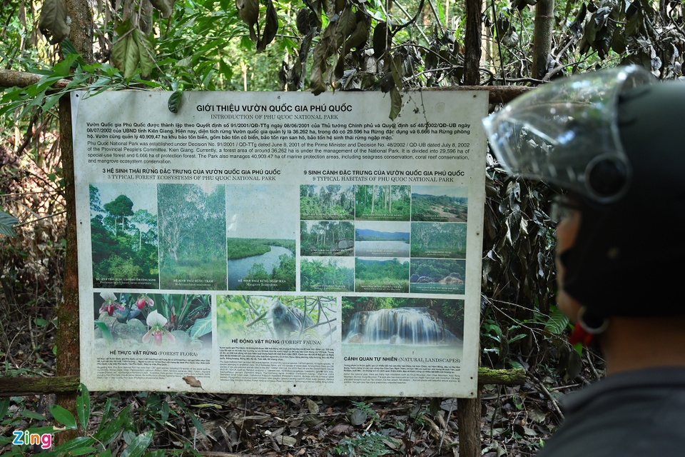 Cận cảnh những cây kơ nia cổ thụ quý hiếm chục người ôm mới xuể trong rừng Phú Quốc - Ảnh 10.