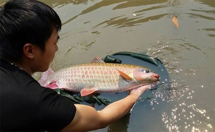 Loài cá &quot;ngũ quý hà thủy&quot; xưa dùng để tiến vua, có giá trị như một vị thuốc, được coi là &quot;mỏ vàng&quot; - Ảnh 4.