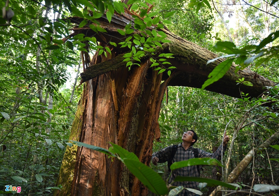 Cận cảnh những cây kơ nia cổ thụ quý hiếm chục người ôm mới xuể trong rừng Phú Quốc - Ảnh 12.