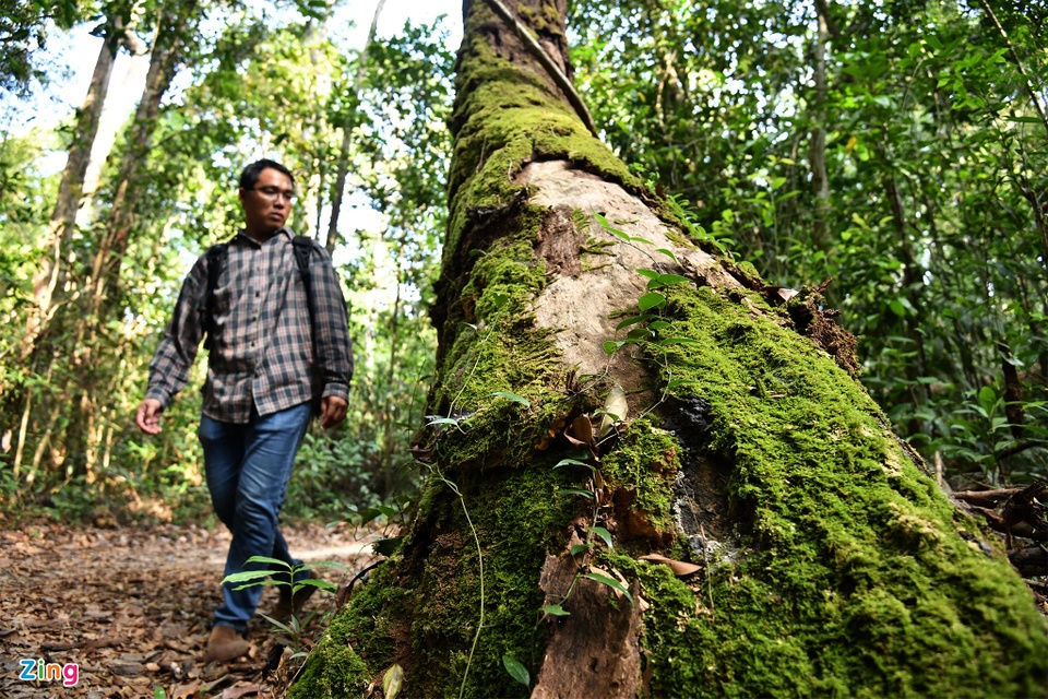 Cận cảnh những cây kơ nia cổ thụ quý hiếm chục người ôm mới xuể trong rừng Phú Quốc - Ảnh 13.