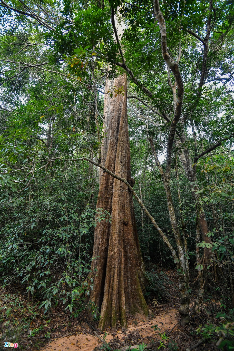 Cận cảnh những cây kơ nia cổ thụ quý hiếm chục người ôm mới xuể trong rừng Phú Quốc - Ảnh 3.