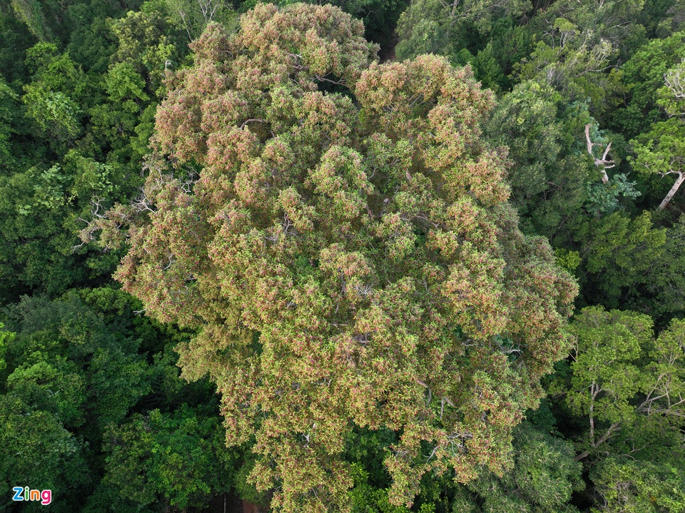 Cận cảnh những cây kơ nia cổ thụ quý hiếm chục người ôm mới xuể trong rừng Phú Quốc - Ảnh 4.