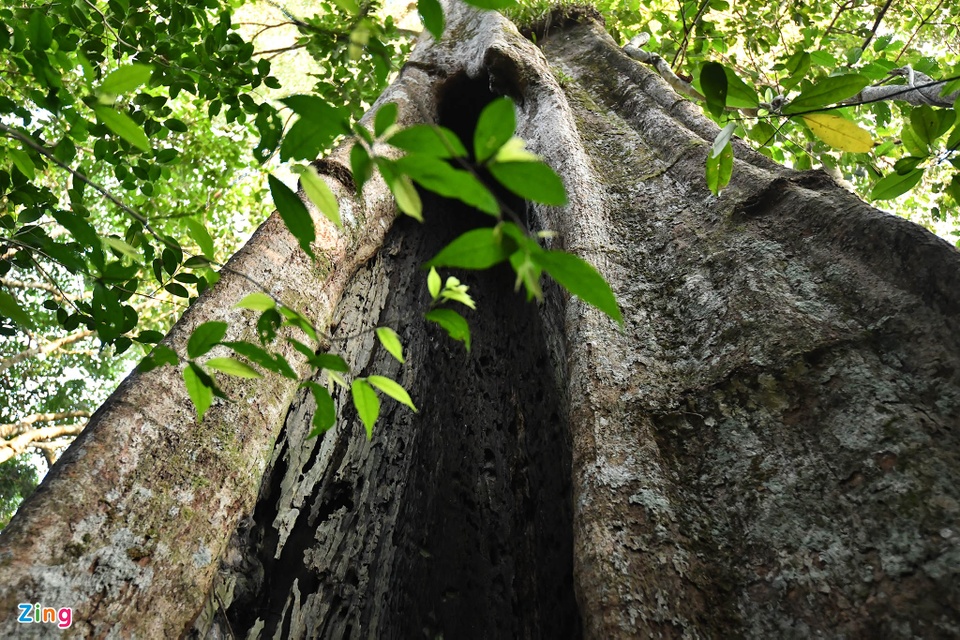 Cận cảnh những cây kơ nia cổ thụ quý hiếm chục người ôm mới xuể trong rừng Phú Quốc - Ảnh 6.