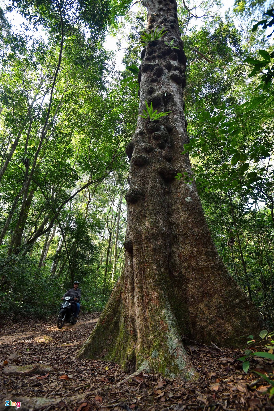 Cận cảnh những cây kơ nia cổ thụ quý hiếm chục người ôm mới xuể trong rừng Phú Quốc - Ảnh 7.