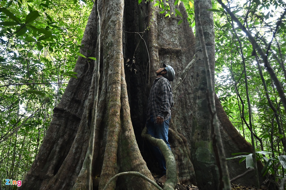 Cận cảnh những cây kơ nia cổ thụ quý hiếm chục người ôm mới xuể trong rừng Phú Quốc - Ảnh 8.