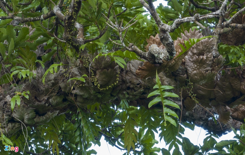 Cận cảnh những cây kơ nia cổ thụ quý hiếm chục người ôm mới xuể trong rừng Phú Quốc - Ảnh 9.