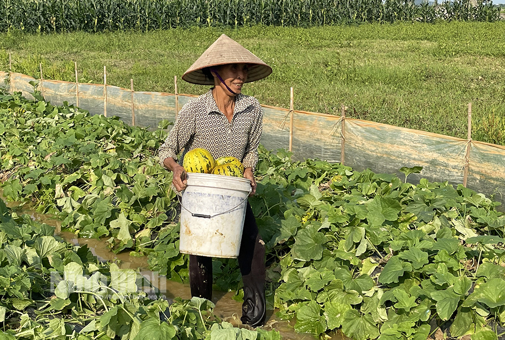 Ninh Bình: Nắng lên nông dân vui mừng thu hoạch dưa bở, thương lái mua ngay tại ruộng - Ảnh 1.