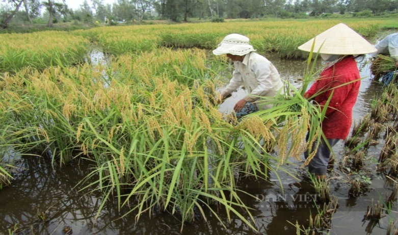 Hoạt động đa lĩnh vực, tạo việc làm cho hàng chục lao động một hợp tác xã ở Quảng Nam được tôn vinh - Ảnh 5.