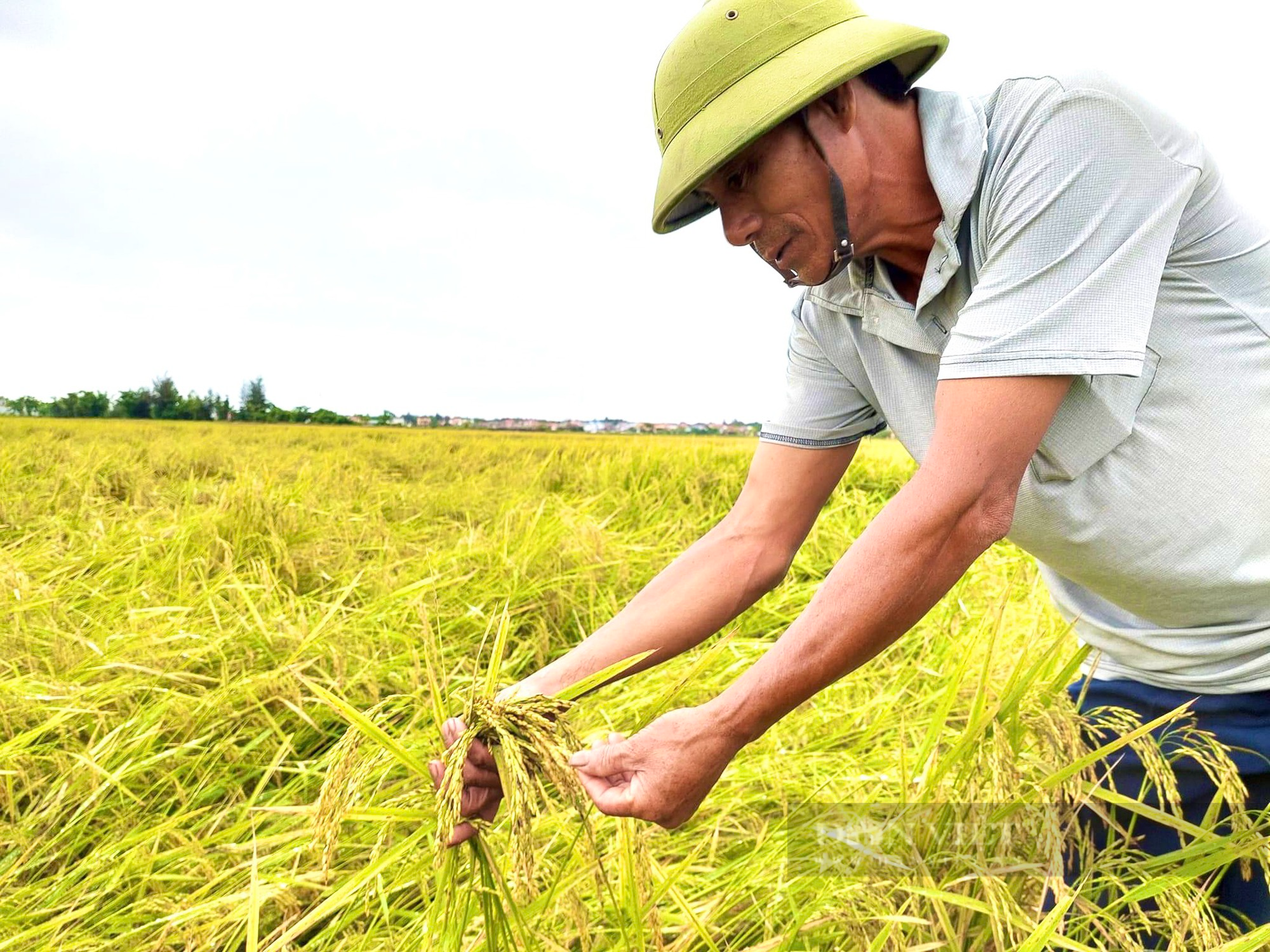 Quảng Bình: Ngày lễ nông dân ra đồng đau xót nhìn lúa gần thu hoạch ngã rạp - Ảnh 1.