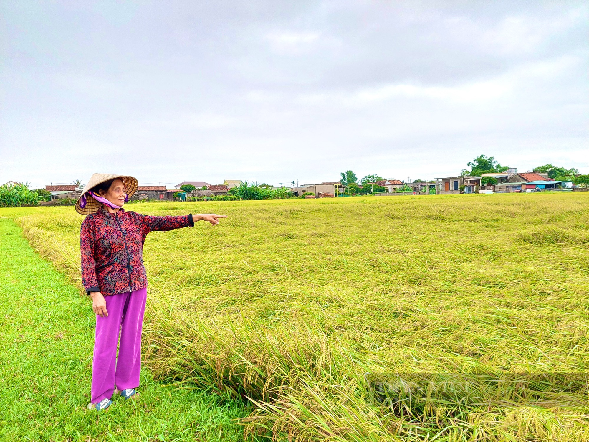 Quảng Bình: Ngày lễ nông dân ra đồng đau xót nhìn lúa gần thu hoạch ngã rạp - Ảnh 2.