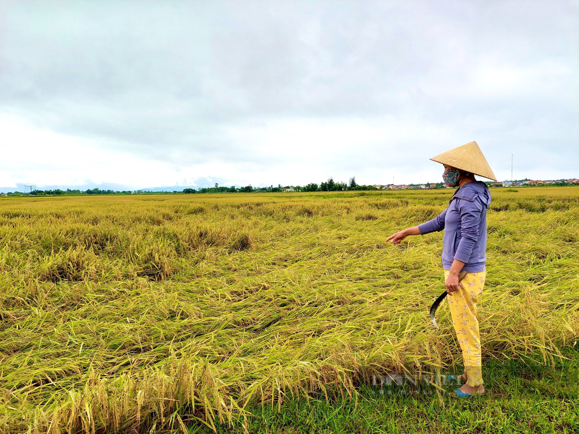 Quảng Bình: Ngày lễ nông dân ra đồng đau xót nhìn lúa gần thu hoạch ngã rạp - Ảnh 3.