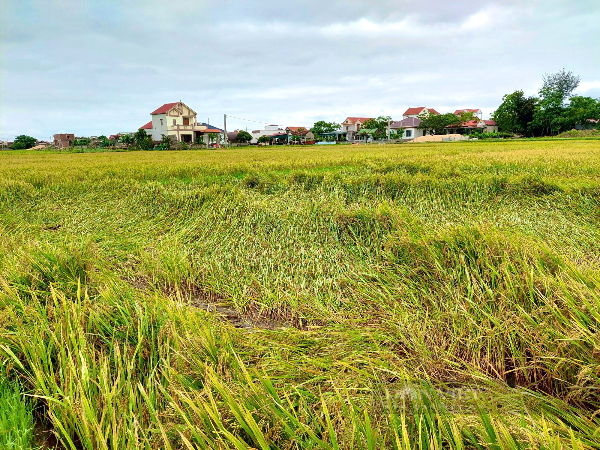 Quảng Bình: Ngày lễ nông dân ra đồng đau xót nhìn lúa gần thu hoạch ngã rạp - Ảnh 4.