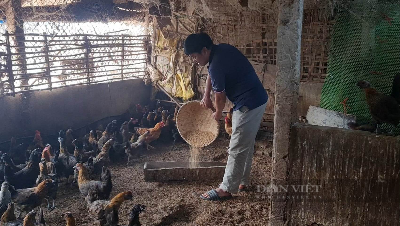 Điện Biên: Nuôi gà ác đẻ trứng, một nông dân ở Thanh Yên kiếm tiền tỷ/năm - Ảnh 4.