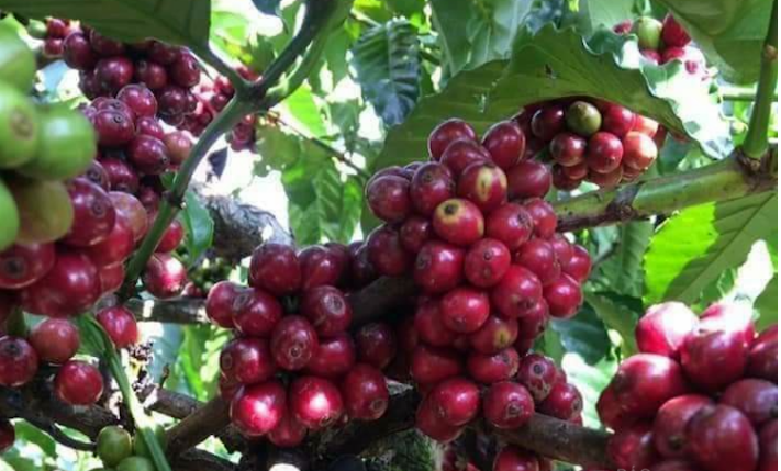 Robusta tăng mạnh, giá cà phê trong nước tiến dần mốc 60.000 đồng/kg - Ảnh 3.