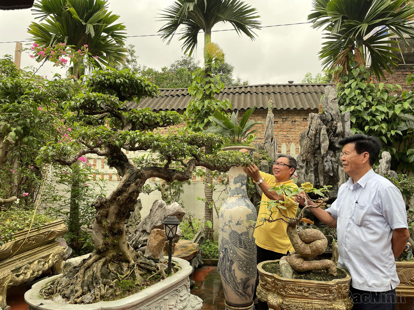 Trồng cây cảnh thế lạ, dáng độc, nông dân đất Chờ của Bắc Ninh có tài sản tiền tỷ - Ảnh 1.