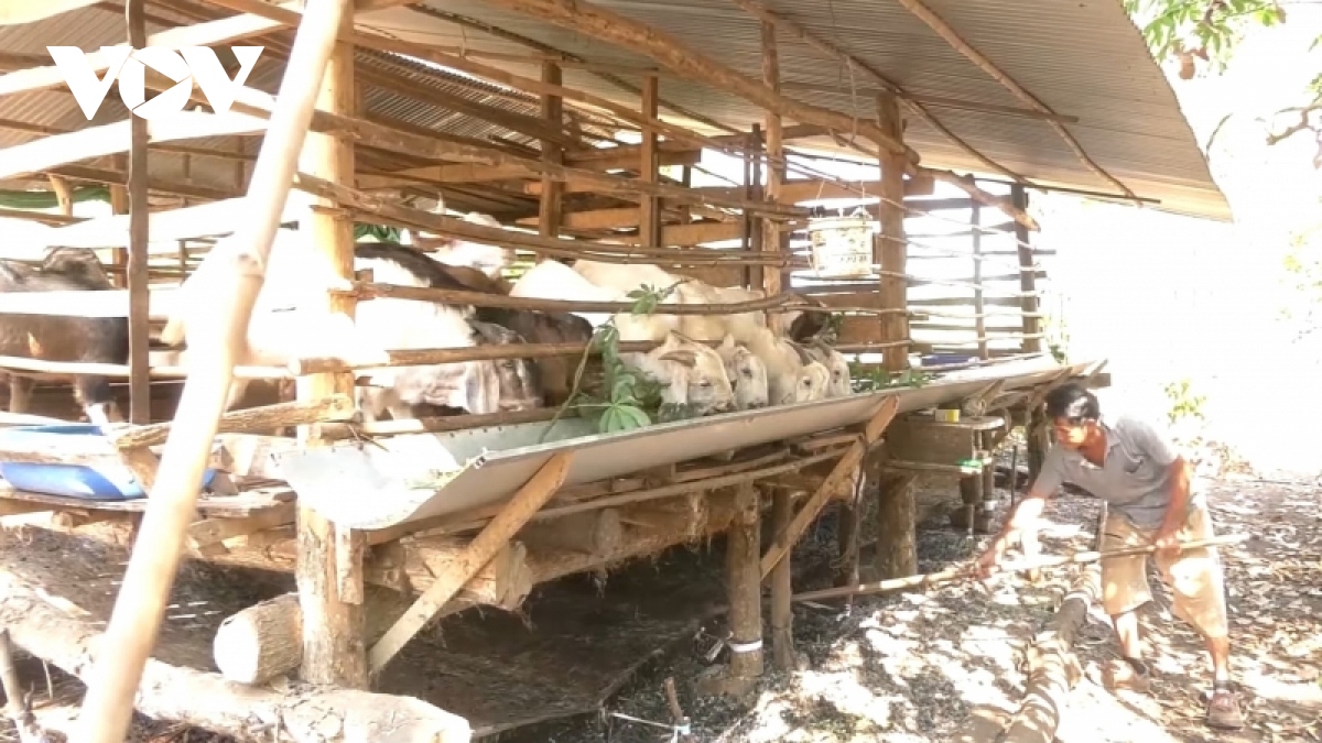 Ở Đồng Nai lúc này, nông dân bán 1 con dê lỗ 2 triệu, bán 1 con heo lỗ 500.000-1.000.000 đồng, đến khổ - Ảnh 1.