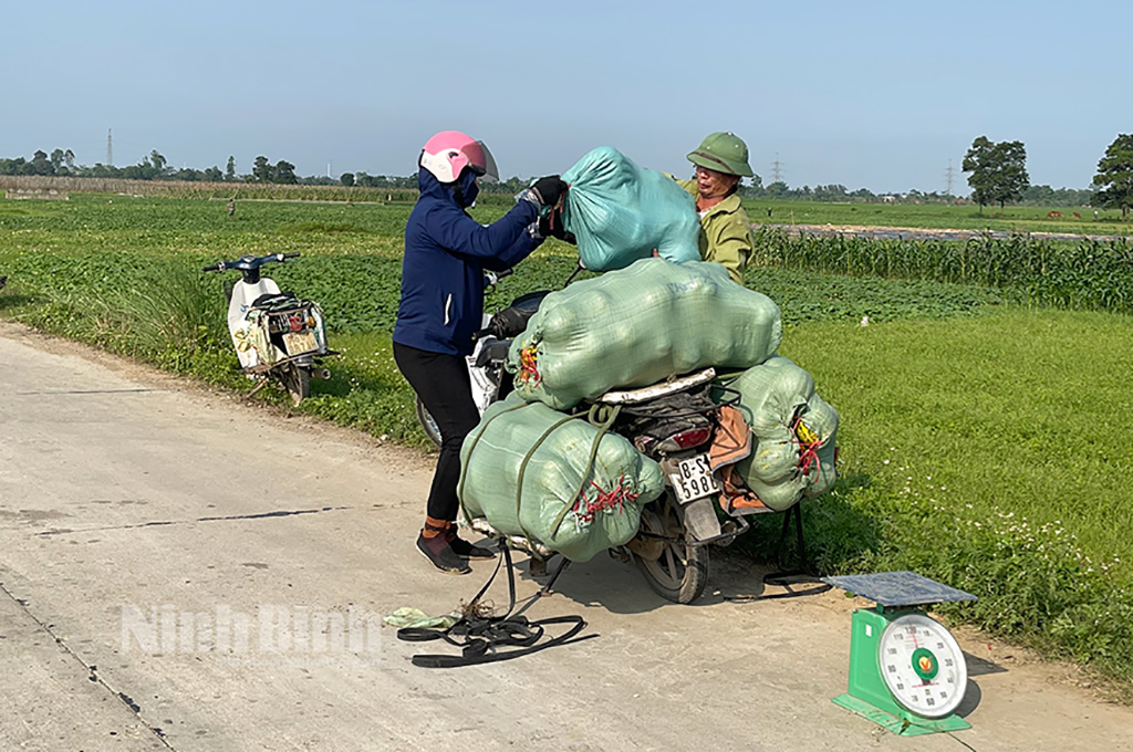 Ninh Bình: Nắng lên nông dân vui mừng thu hoạch dưa bở, thương lái mua ngay tại ruộng - Ảnh 3.