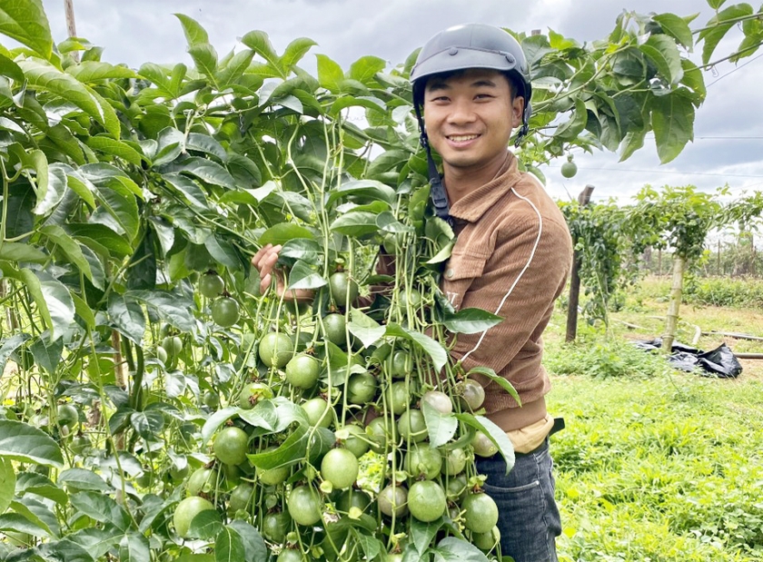 Ba ông nông dân ở Gia Lai thu tiền tỷ, mỗi ông chuyên trồng một loại cây, cây nào cũng đầy trái - Ảnh 1.