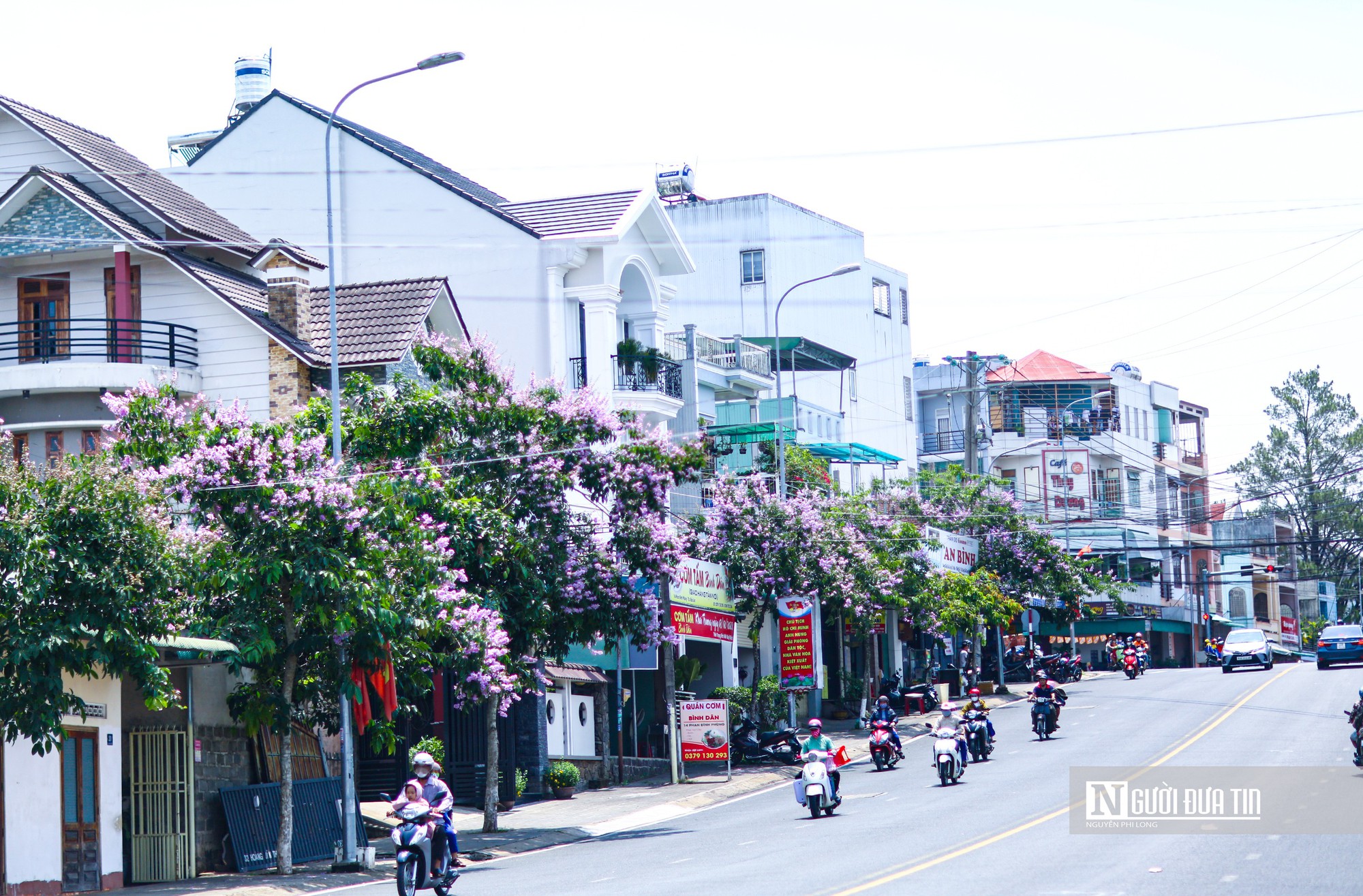 Bằng lăng khoe sắc tím trên cao nguyên Lâm Đồng - Ảnh 5.